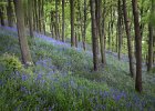 hassop bluebells1 sharp